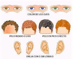 Establecimiento de las bases fundamentales de la herencia fenotípica