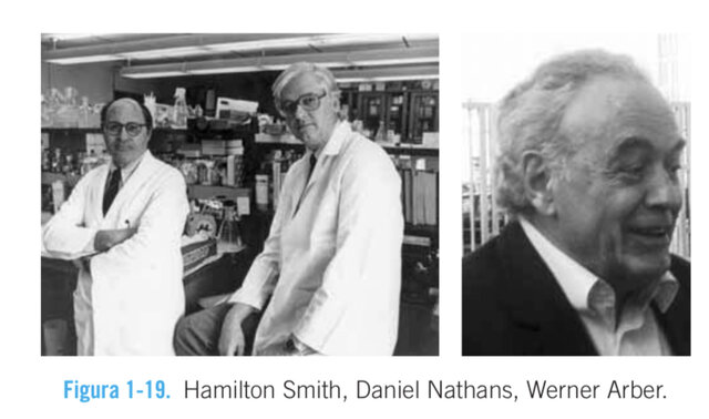 Hamilton Smith, Daniel Nathans, Werner Arber