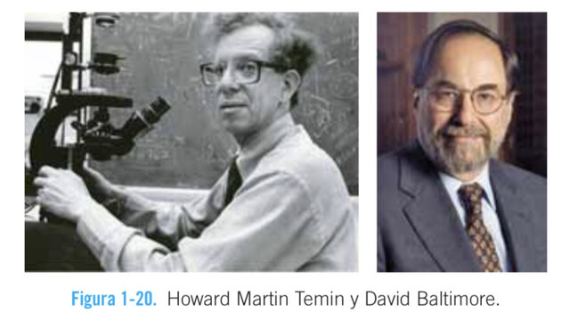 Howard Martin Temin y David Baltimore