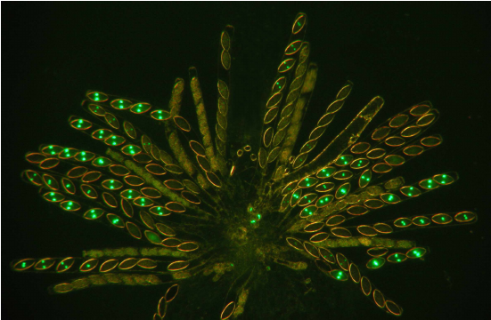 George Wells Beadle y Edward Lawrie Tatum