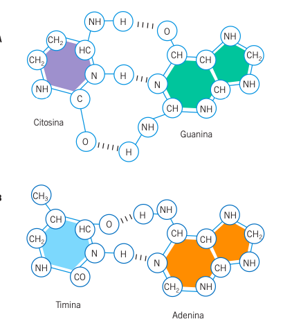 Descubrimiento de leyes de complementariedad de bases de los ácidos nucleicos