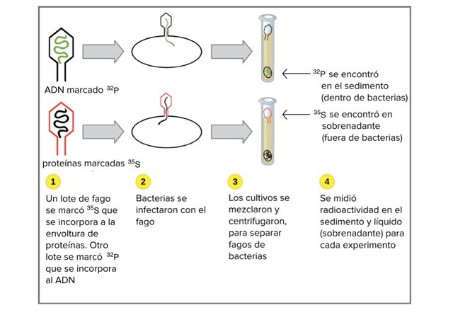 Experimento de Alfred Hershey y Martha Chase