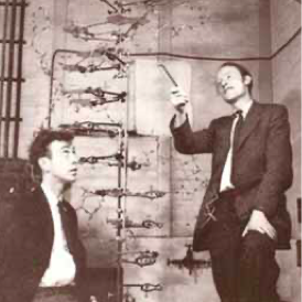 James Dewey Watson y Francis Harry Compton Crick