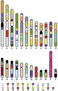 Secuencia de genoma humano