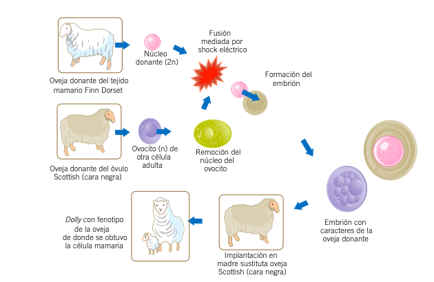 Clonación del primer mamífero