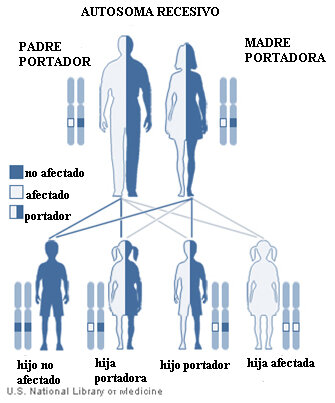 Ataxia de Friedrich y su carácter hereditario.