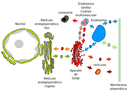 Premio Nobel de Fisiología o Medicina 2013