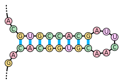 Principio de complementariedad de las bases de los ácidos nucleicos