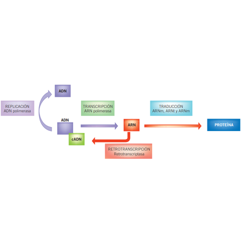 Dogma central de la biología molecular moderna