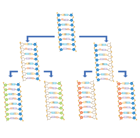Confirmación de la replicación semiconservadora del ADN