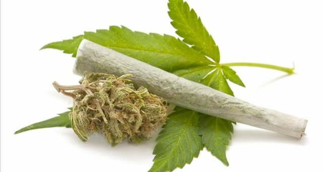 MARIHUANA O CANNABIS