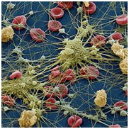 DESCUBRIMIENTO DEL USO DE LA SIMVASTATINA EN LA REGENERACIÓN TISULAR