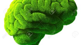 Timeline: MEMORIA VERDE