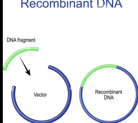ADN recombinant