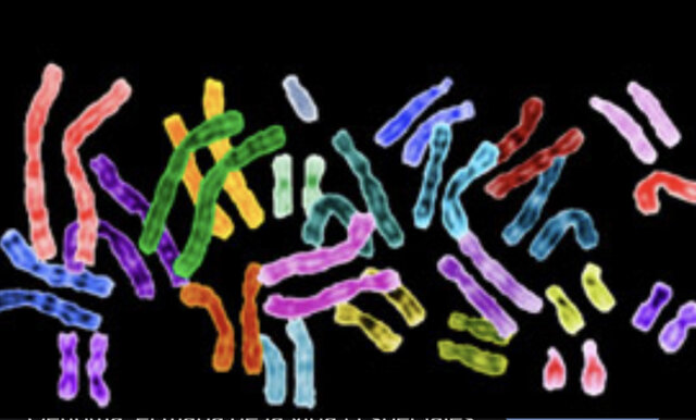 Primer gen sintético