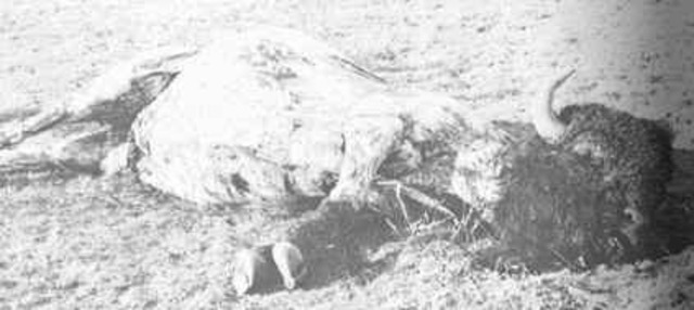 Disappearance of Buffalo