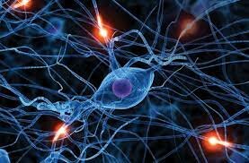 El aporte de las neurociencias