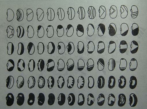 Manifestación de Moche