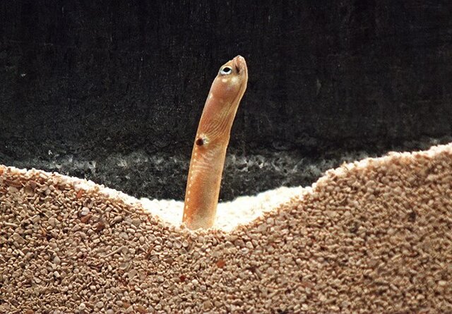 Formatura em Medicina