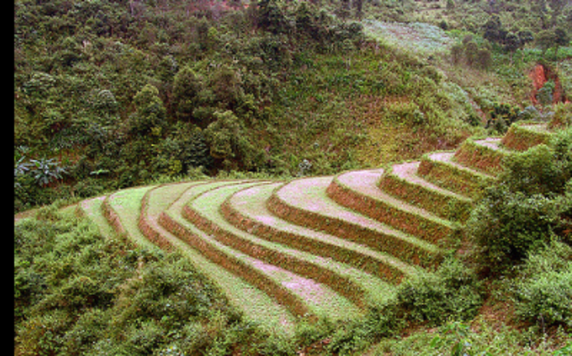 terracing