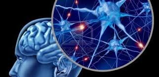 El aporte de las neurociencias