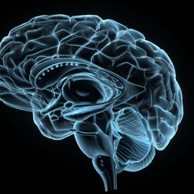 Timeline: Le développement du cerveau