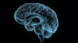 Timeline: Le développement du cerveau