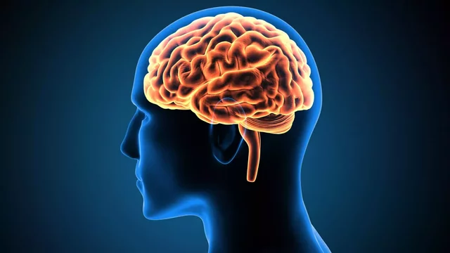 Troxieme âge du cerveau (12- 25 ans)