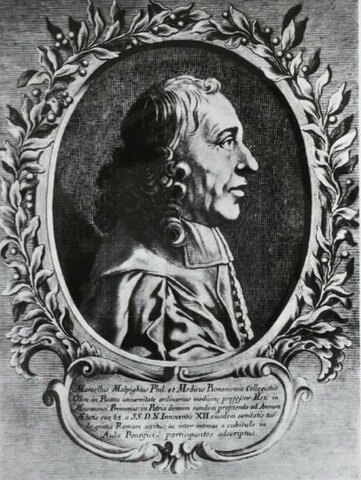 Marcello Malpighi (1628 - 1694)