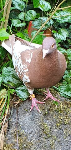 la comunicacion a la distancia. IX