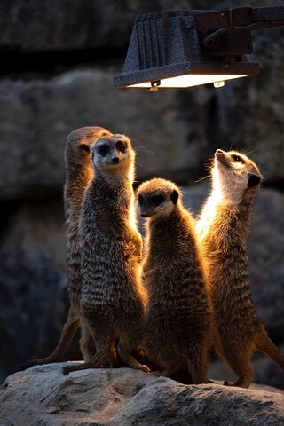 Meerkat, periscope