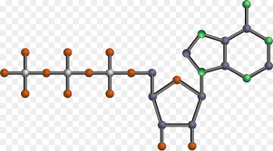 Nucleotidos