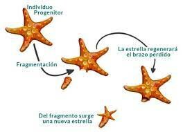 reproduccion 2 la pelicula