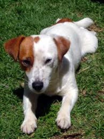 See Jack Rusell Terriers Cross With Labrador