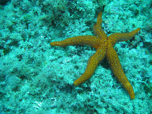 dos géneros en un solo organismo