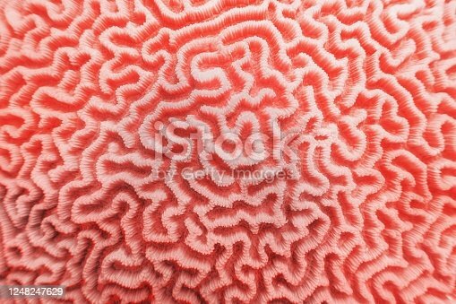 Primera Cota natural