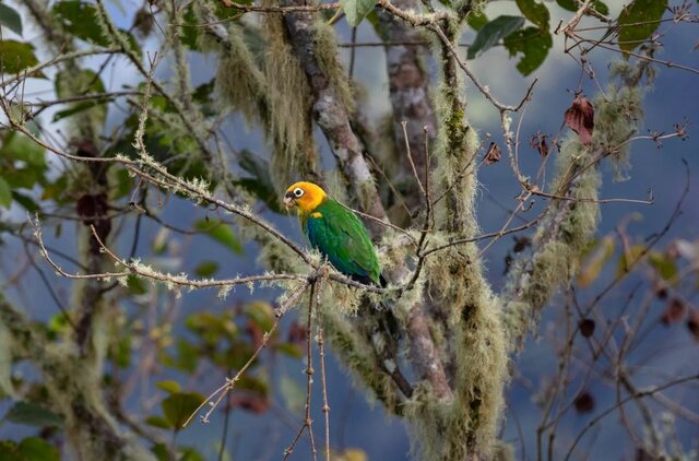 Día Mundial del Medio Ambiente