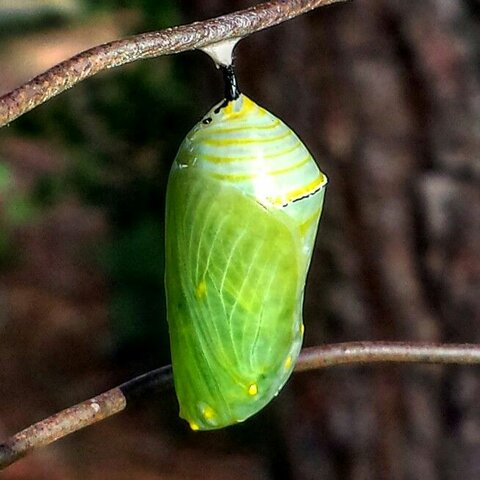 pupa