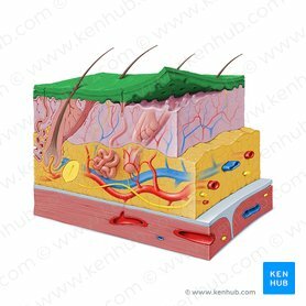 Epidermis a prueba de agua