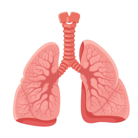 Pulmones