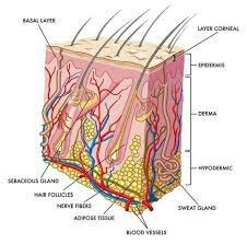 Glándula sudorípara