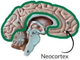 Neocórtex