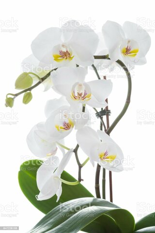 LA ORQUÍDEA