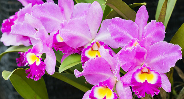 ORQUÍDEA  A U.S.A.