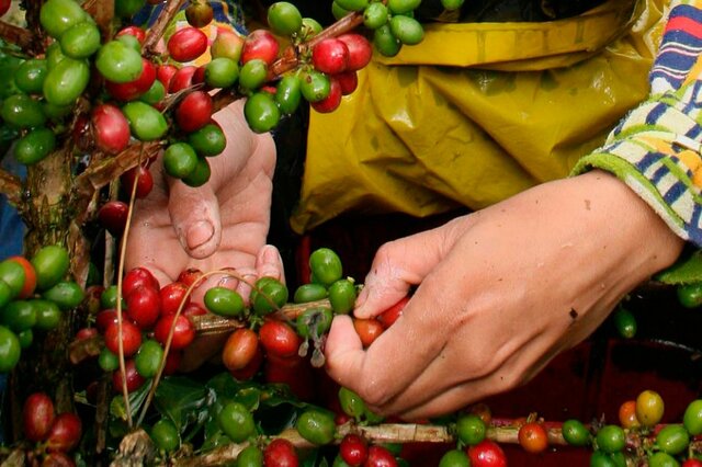 HUELGA CAFETERA