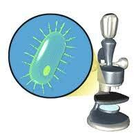 ETAPA BACTERIOLÒGICA