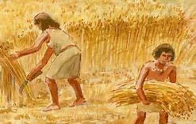 Se inician los primeros cultivos