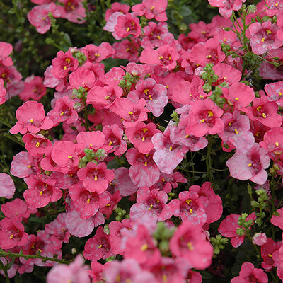 Timeline: The Descent of Darla