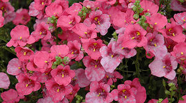 Timeline: The Descent of Darla