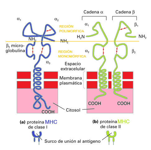 George Snell- Jean Dausset- Baruj Benacerraf